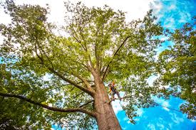 Best Tree Cabling and Bracing  in North Bennington, VT