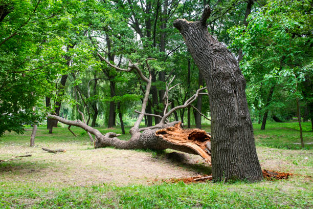 Best Root Management and Removal  in North Bennington, VT